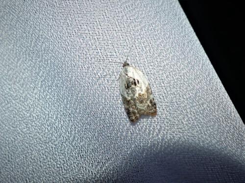Acleris variegana
